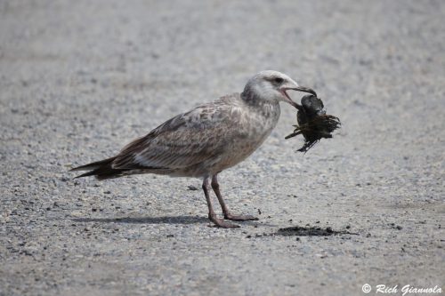 American Herrring Gull