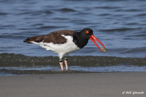 American Oystercatcher breaking open a clam shell