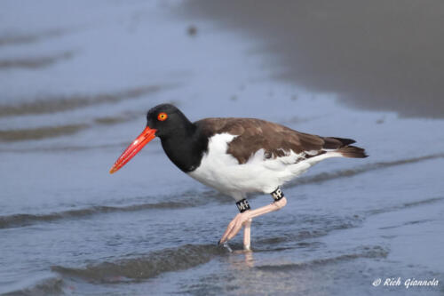 American Oystercatcher tip-toeing through the water