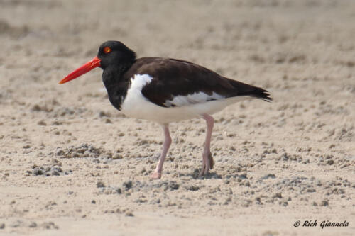 American Oystercatcher on the beach