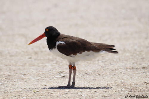 American Oystercatcher