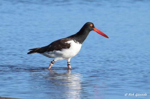 American Oystercatcher