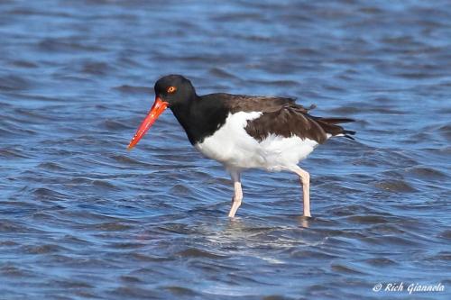 American Oystercatcher