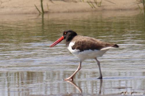 American Oystercatcher