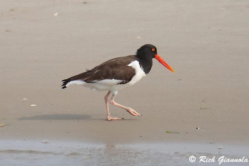 American Oystercatcher