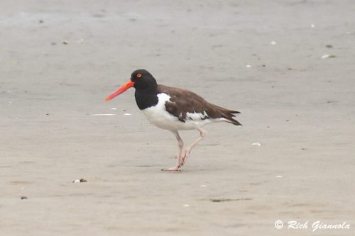 American Oystercatcher