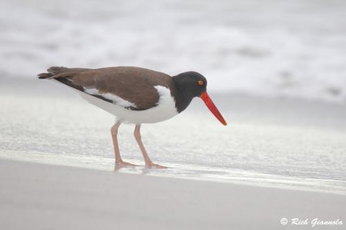 American Oystercatcher