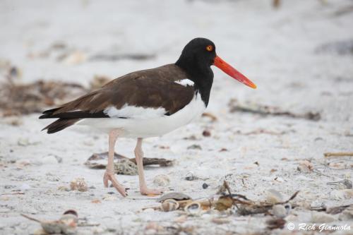 American Oystercatcher