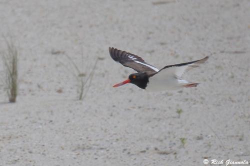 American Oystercatcher