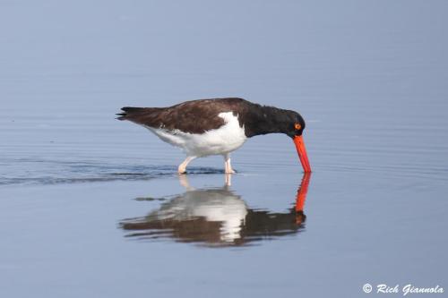 American Oystercatcher