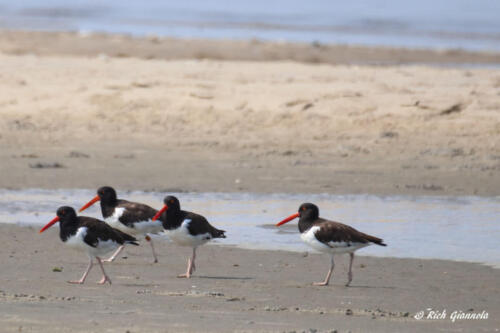 American Oystercatcher group of four