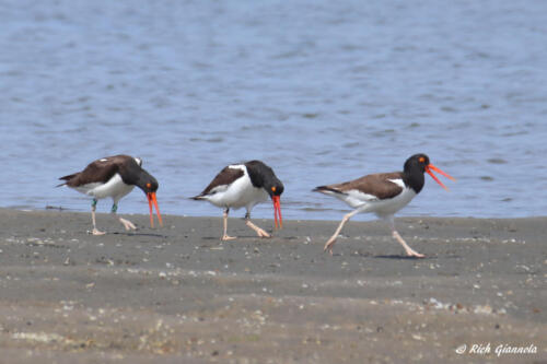 American Oystercatchers