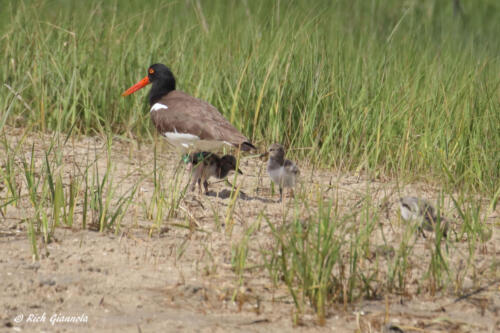 American Oystercatchers