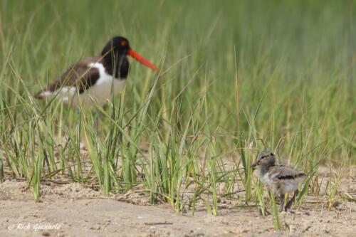 American Oystercatchers