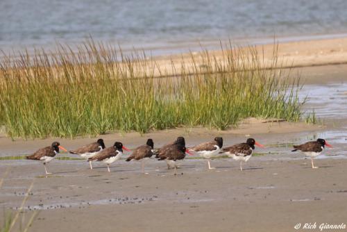 American Oystercatchers