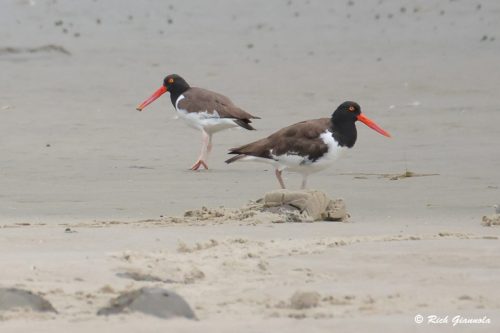 American Oystercatchers