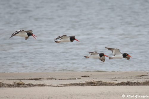 American Oystercatchers