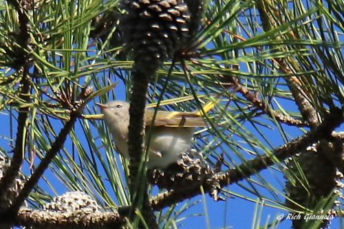 American Redstart