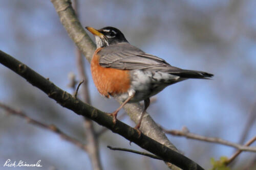 American Robin perched high