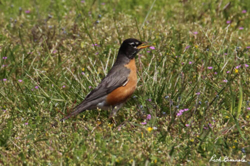 American Robin in the grass