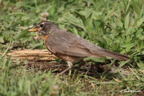 Appears to be a first-year American Robin