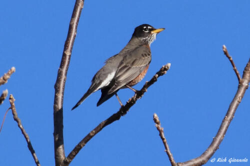 American Robin basking in the sun