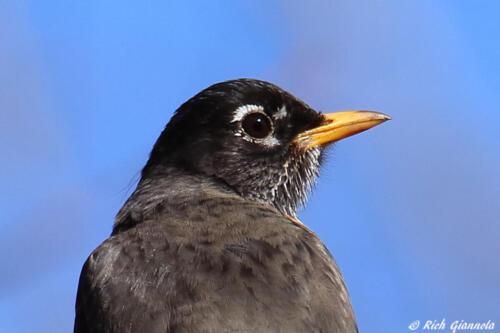 American Robin