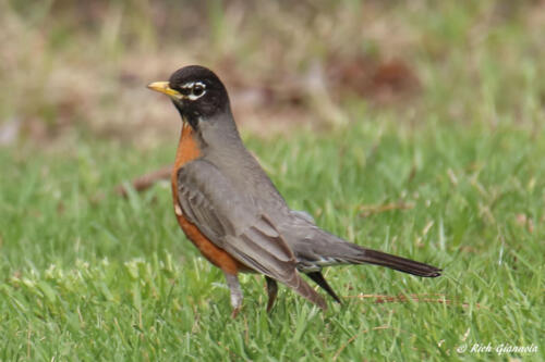 American Robin