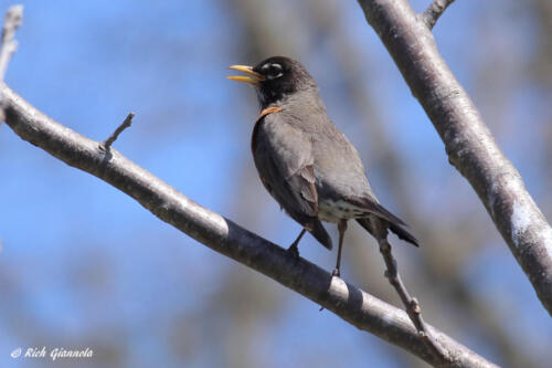 American Robin