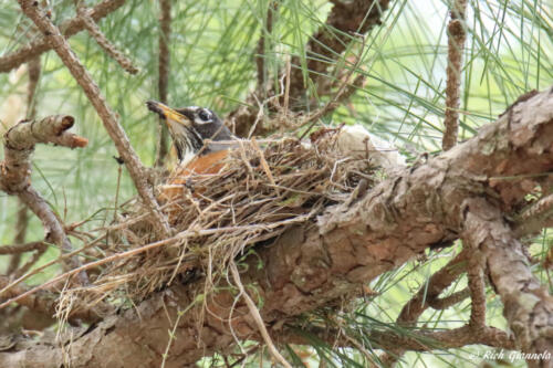 American Robin