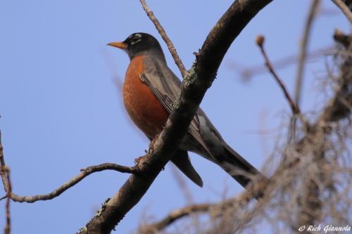 American Robin