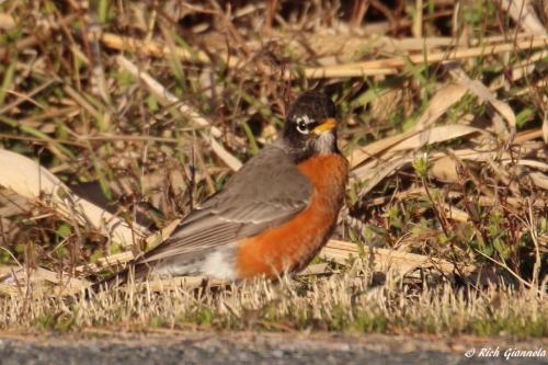 American Robin