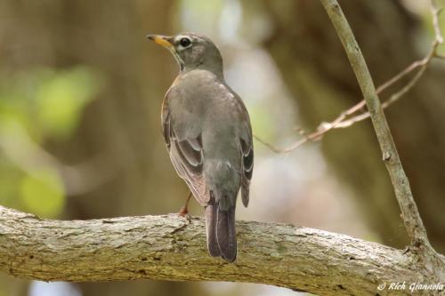 American Robin