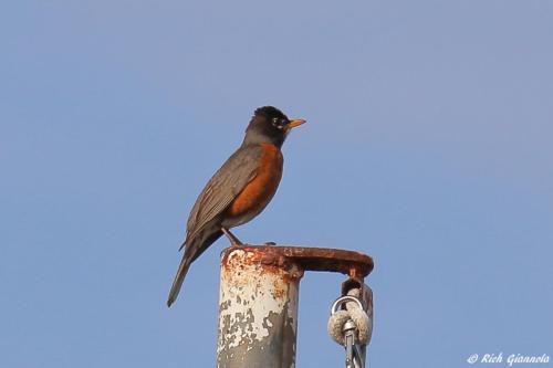 American Robin