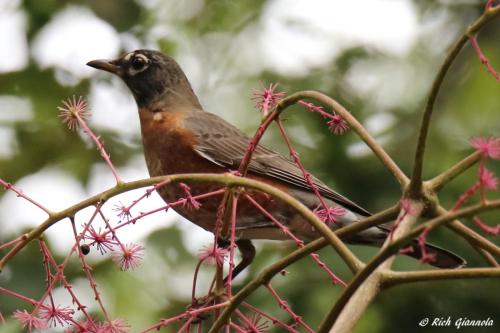 American Robin