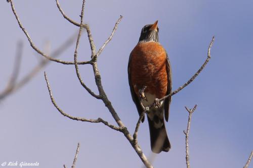 American Robin