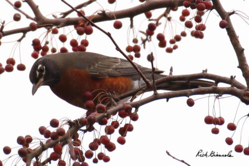 American Robin in a crabapple tree