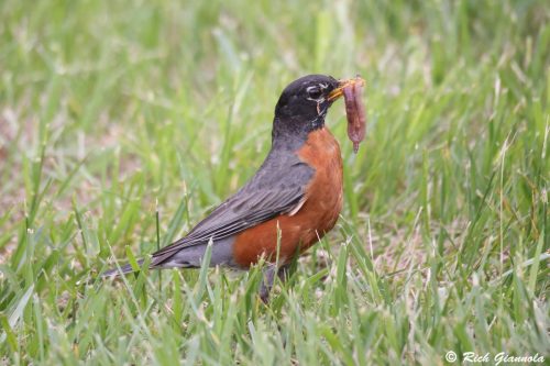 American Robin