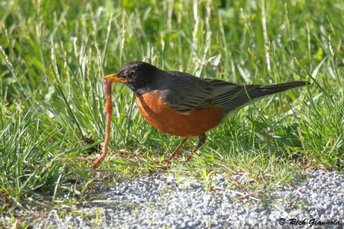 American Robin