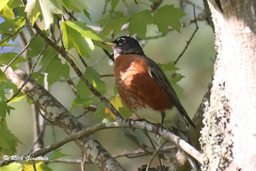 American Robin