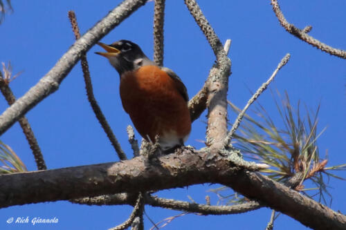 American Robin calling