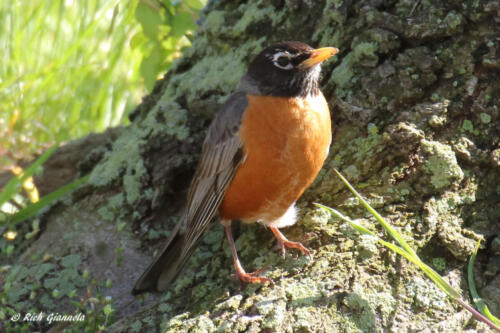 An American Robin glowing in the sun