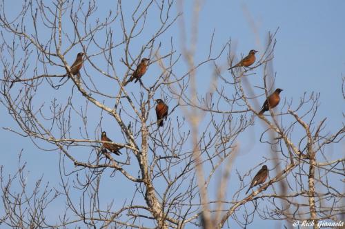 American Robins