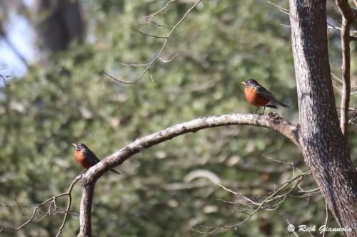 American Robins