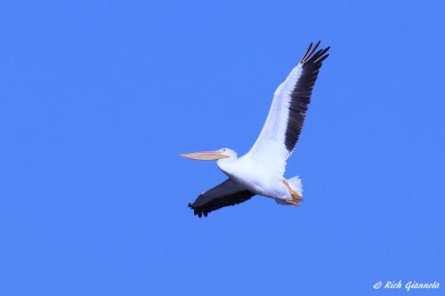 American White Pelican