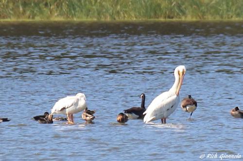 American White Pelicans