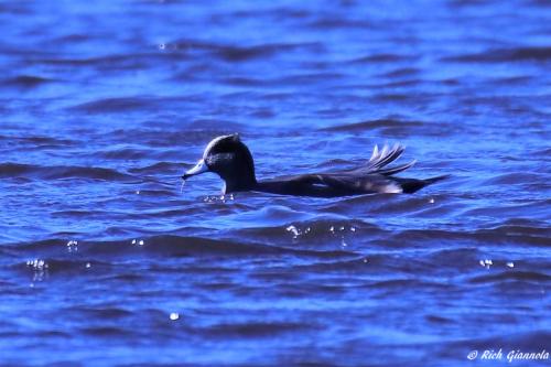 American Wigeon