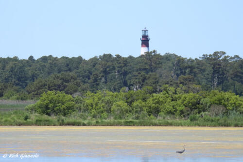 Assateague Island Lighthouse