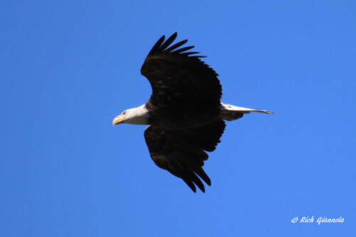 A Bald Eagle gliding over me