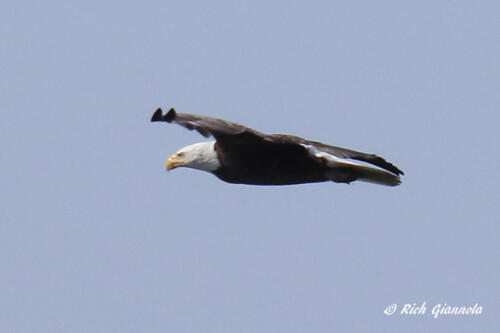 Bald Eagle on the wing